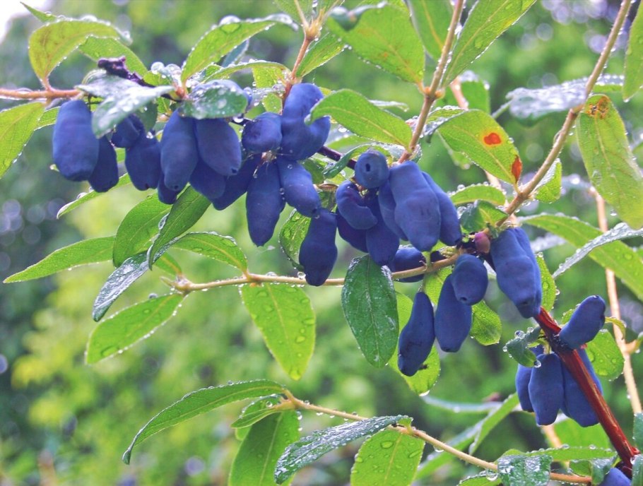 Жимолость съедобная берель