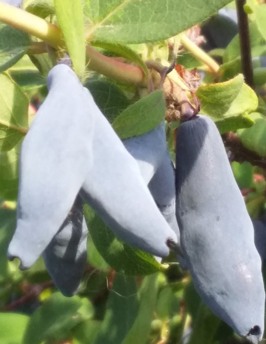 Жимолость съедобная индиго джем