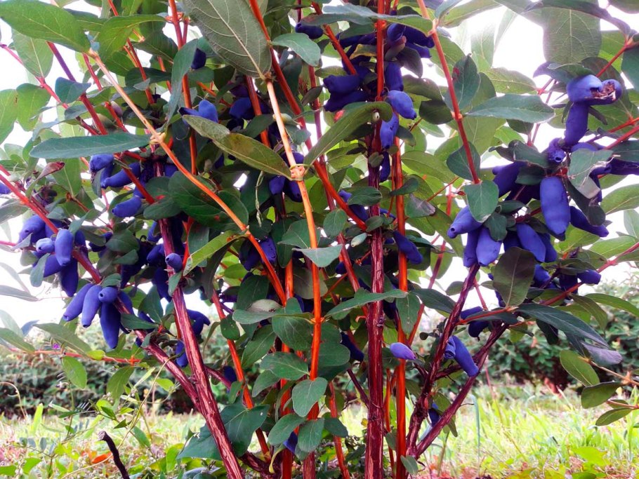 Каприфоль Lonicera caprifolium