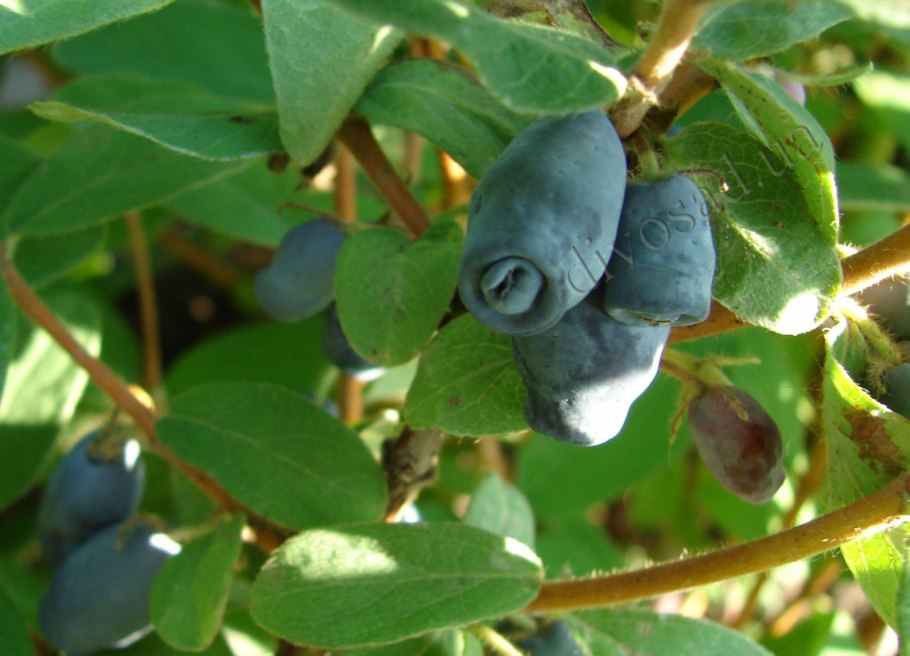 Жимолость нимфа