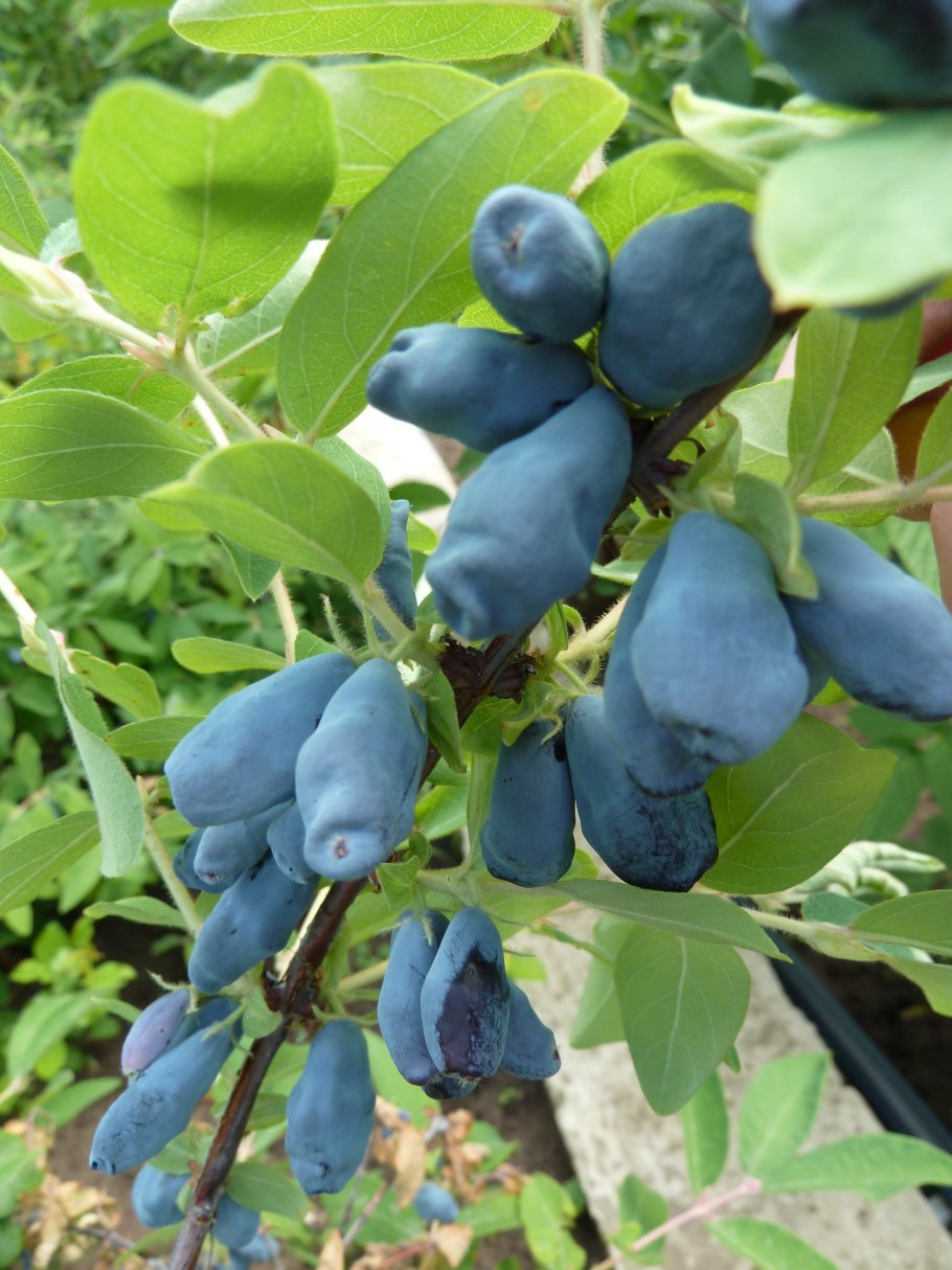 Жимолость Камчадалка