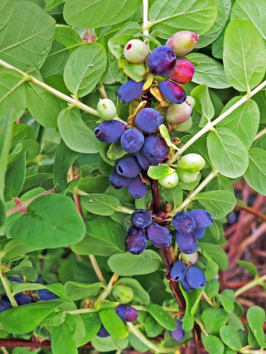 Жимолость каприфоль цветы