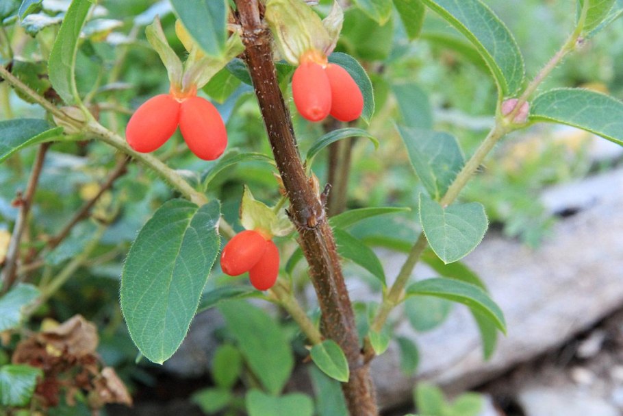 Жимолость татарская ягоды