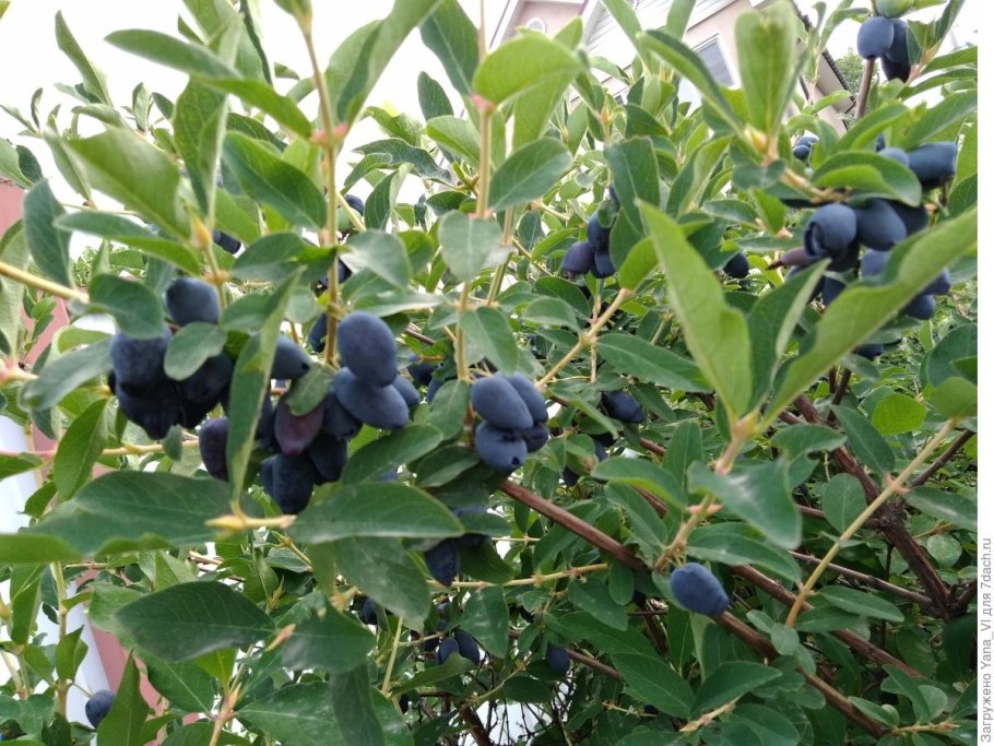 Жимолость Татарская ягоды