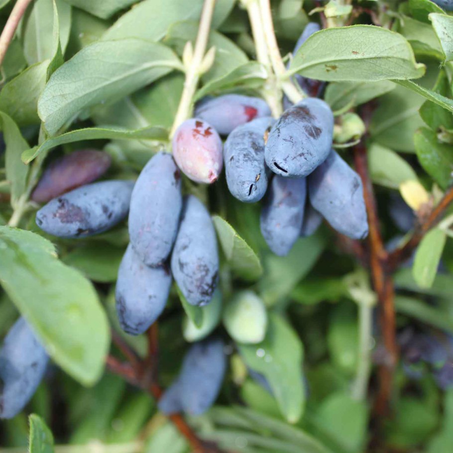 Жимолость роксана