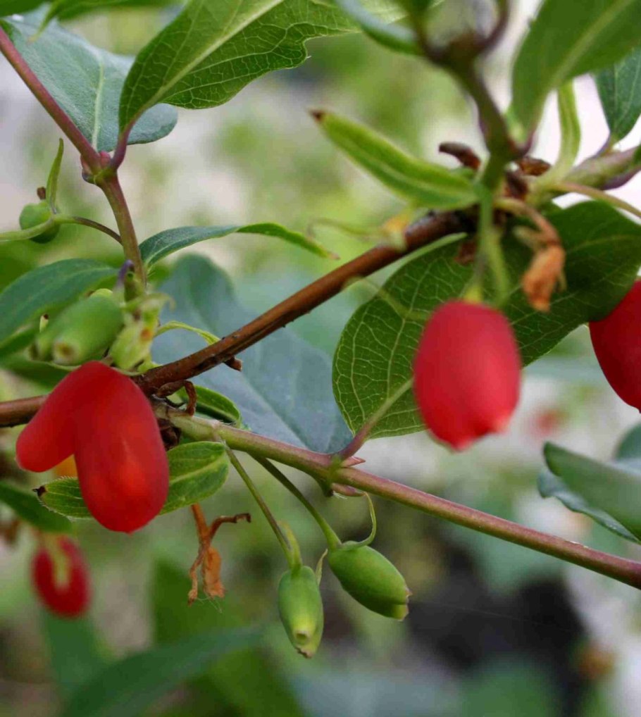 Жимолость Маака куст