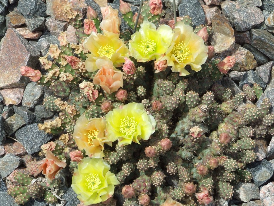 Опунция fragilis