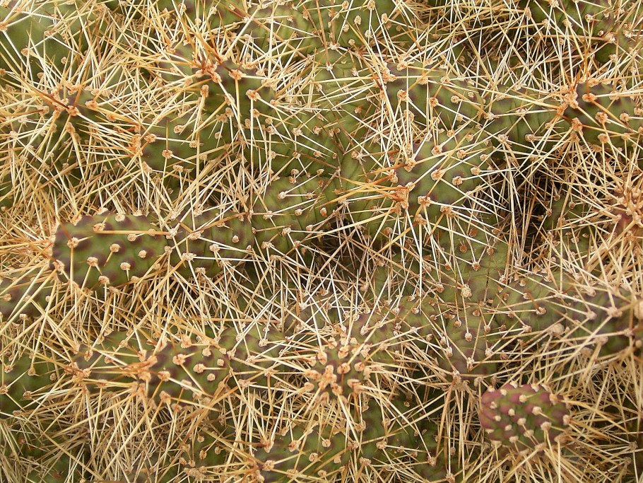 Opuntia fragilis
