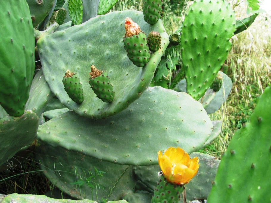 Opuntia fragilis var. Brachyarthra