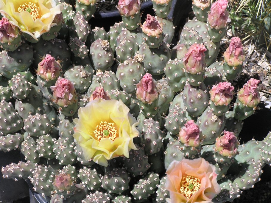 Opuntia fragilis "Pony"