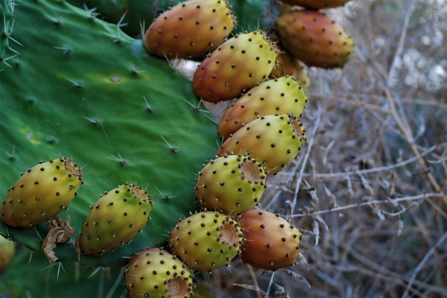 Opuntia fragilis