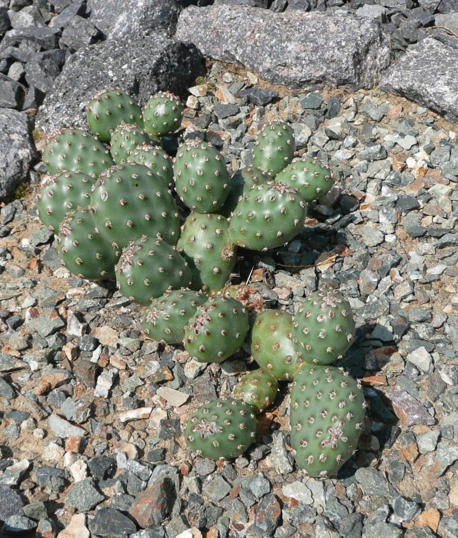 Сабаль, Димиана , опунция