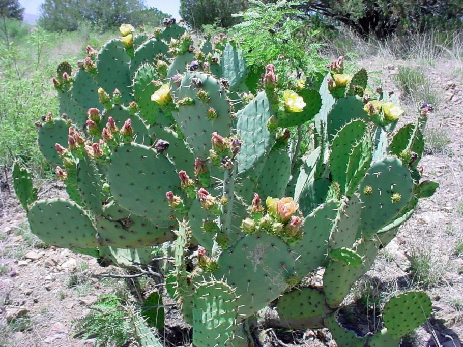 Кактус опунция туна