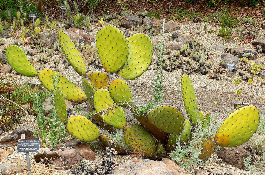 Опунция (opuntia)