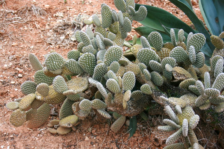 Кактус опунция Сальма