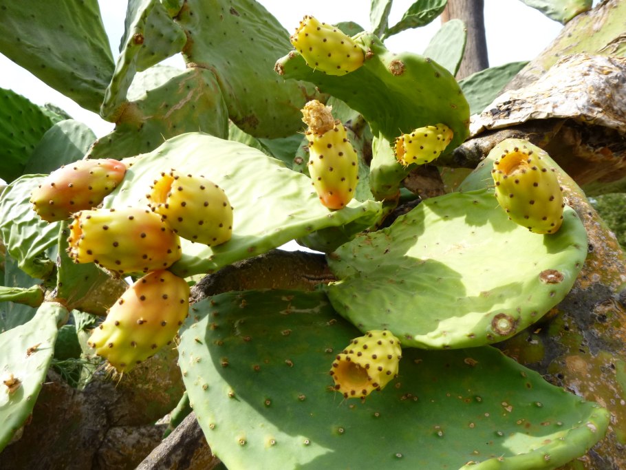 Опунция Кактус фрагилис