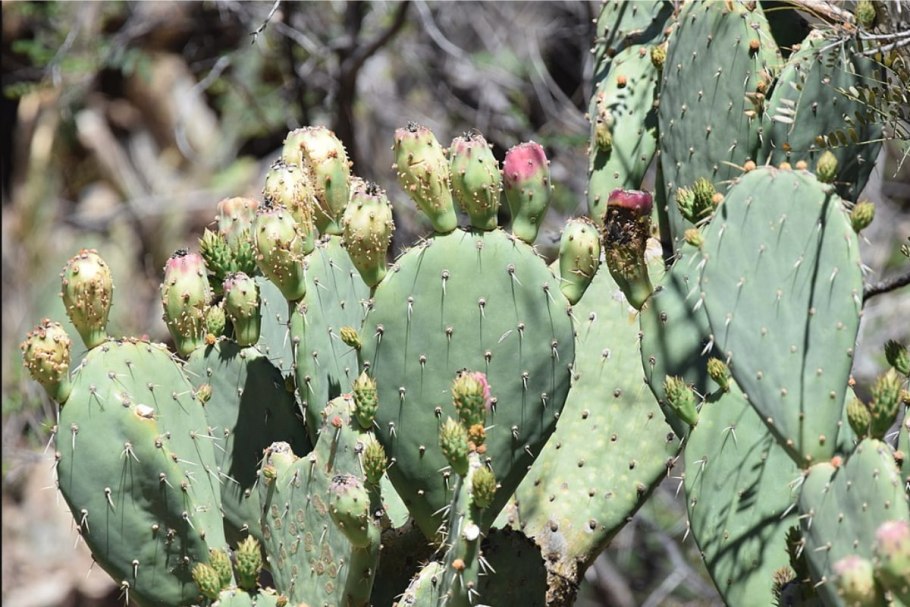 Prickly pear cactus