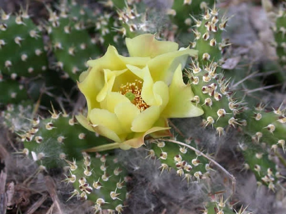 Опунция Госселина Opuntia gosseliniana