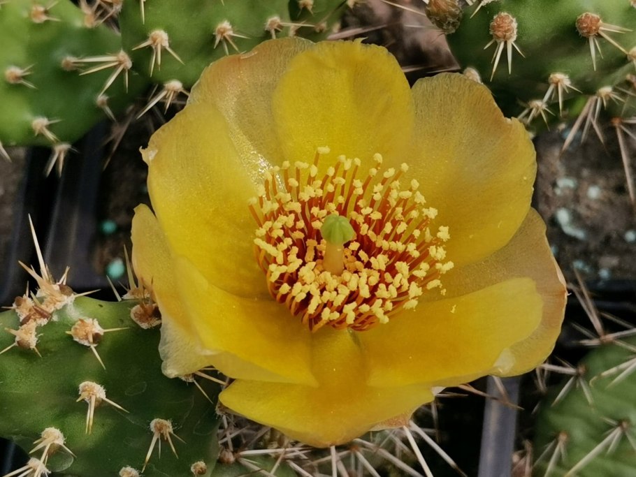 Опунция fragilis