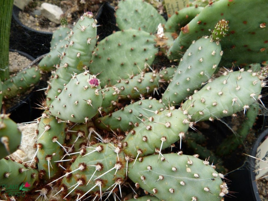 Опунция иглистая