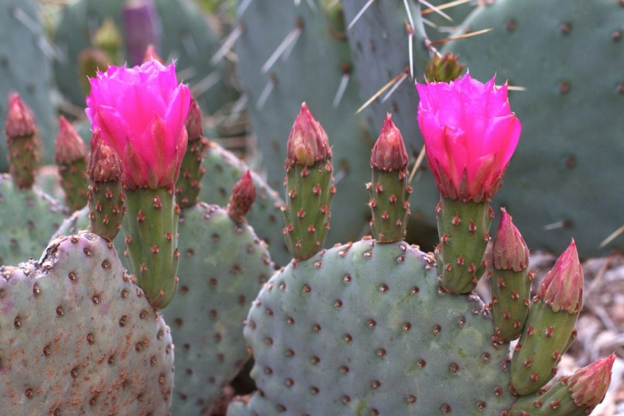 Opuntia matudae