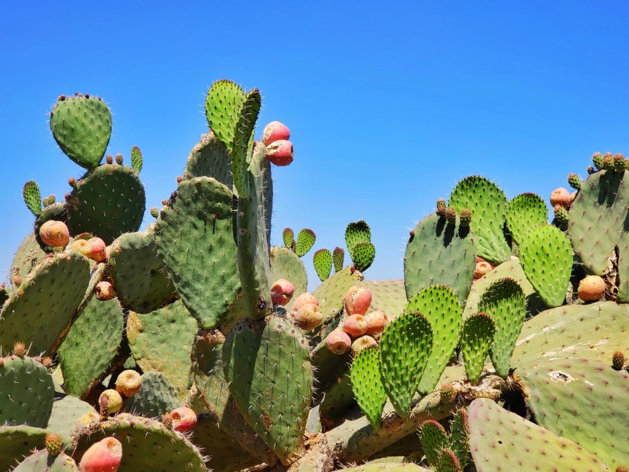 Prickly pear cactus