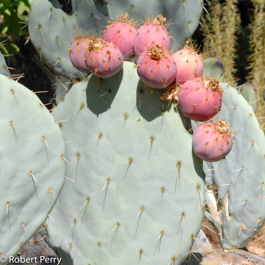 Опунция engelmannii