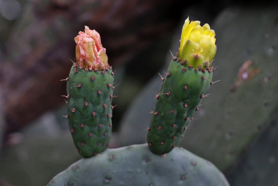 Дикий Кактус фильм