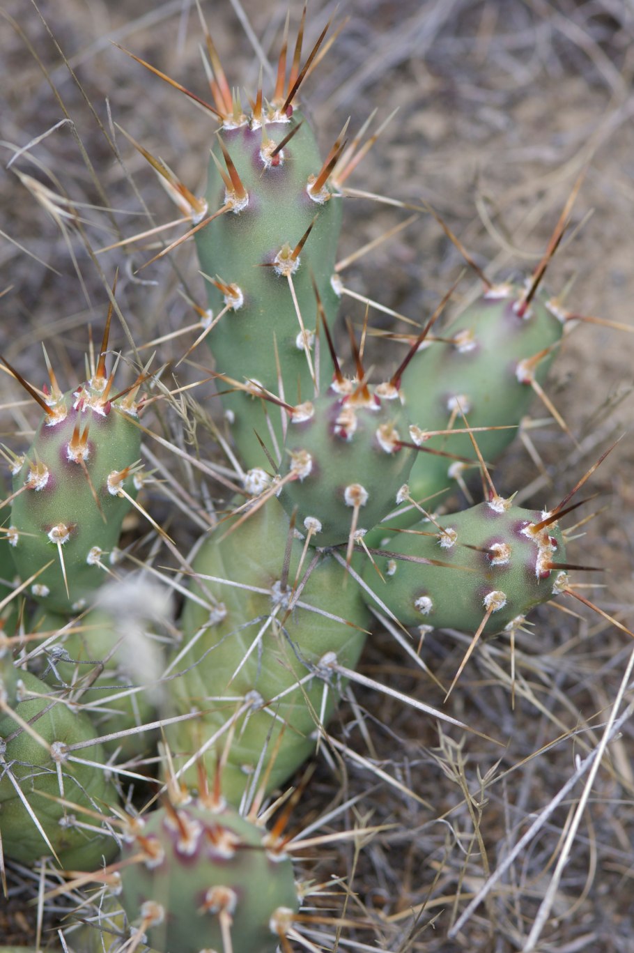 Prickly pear cactus