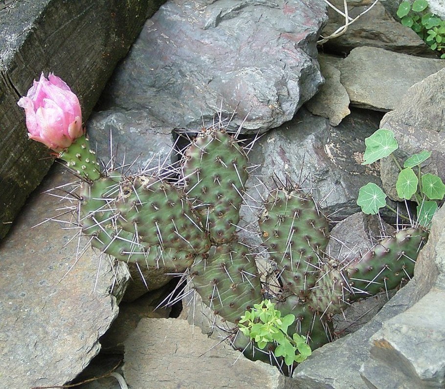 Opuntia polyacantha