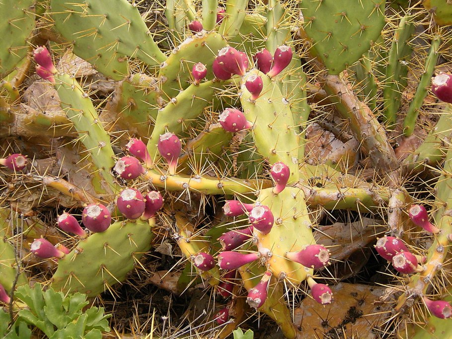 Opuntia dillenii