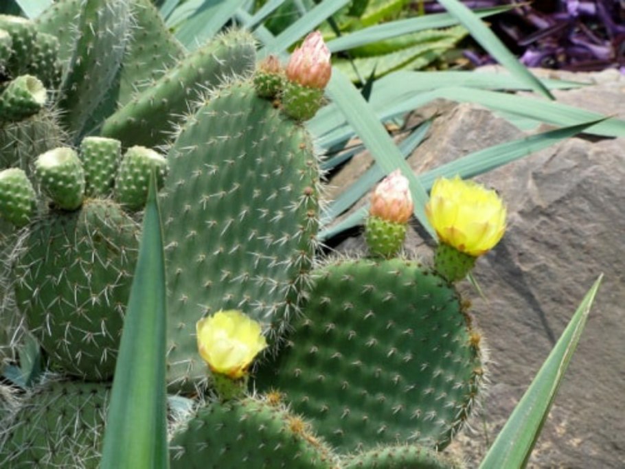 Prickly Pear Cactus