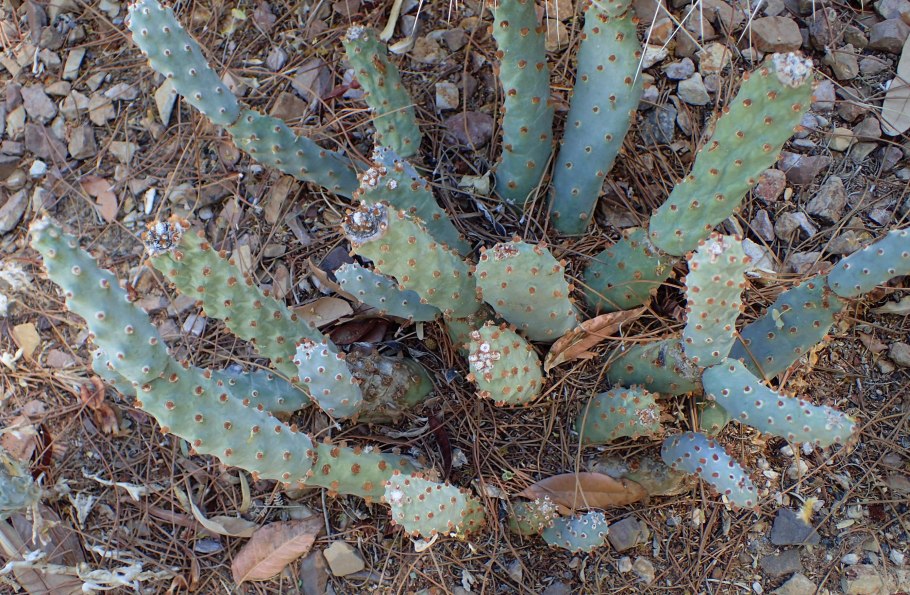 Opuntia basilaris