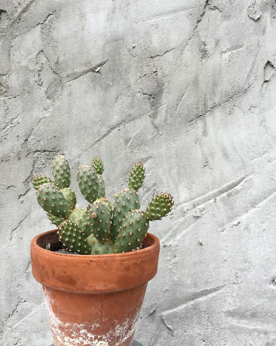 Opuntia cochenillifera