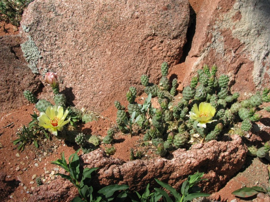 Opuntia humifusa forma Monmouth County, New Jersey (Италия) зимостойкая