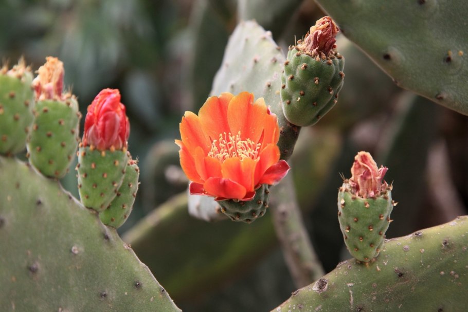 Опунция индийская кактус