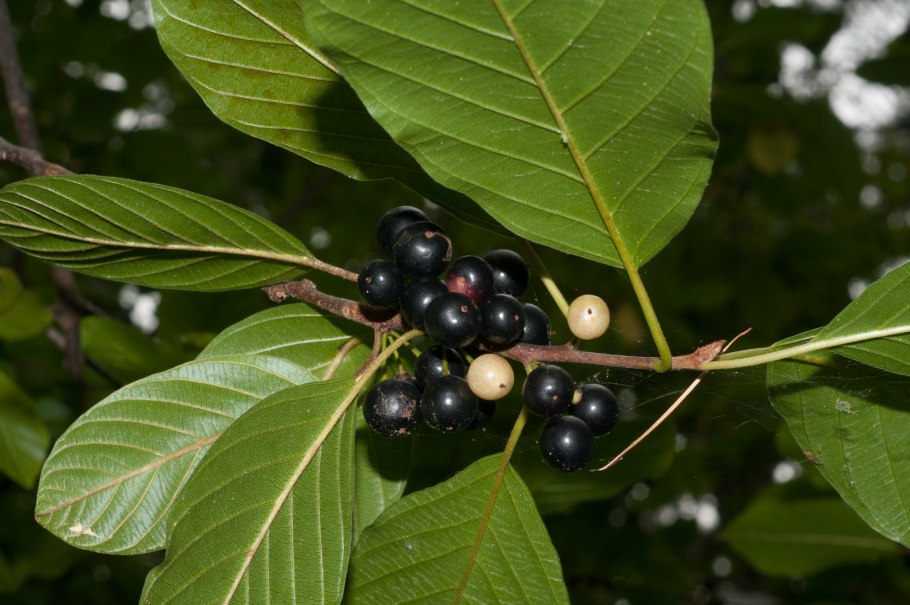 Крушина ломкая Frángula Álnus