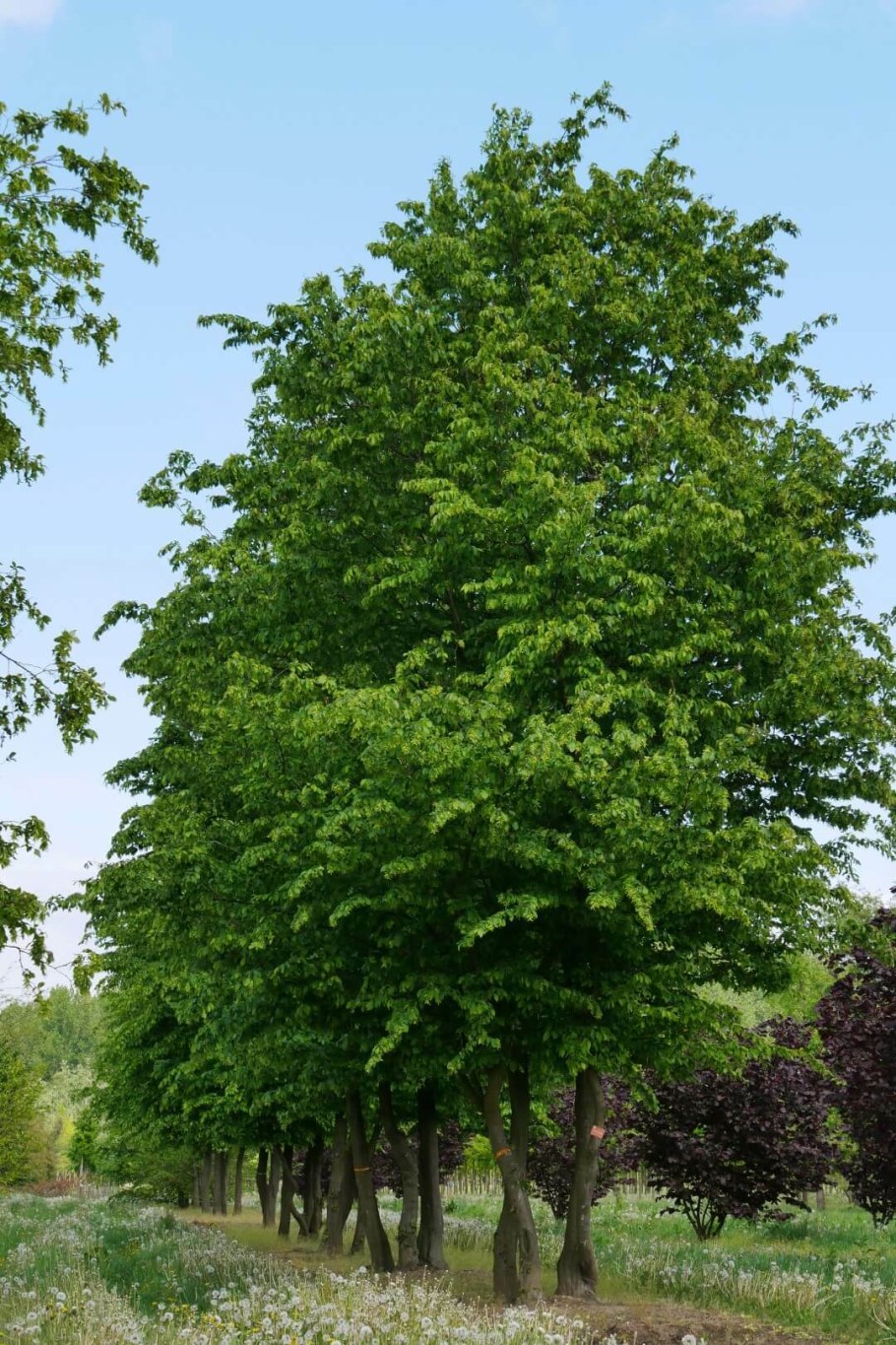 Липа мелколистная tilia cordata