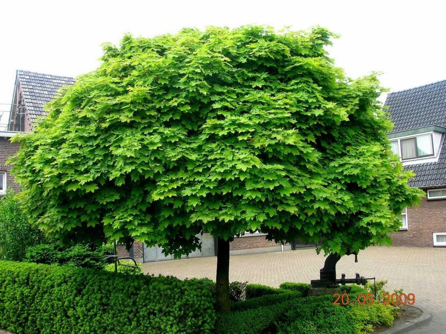 Клен остролистный глобозум