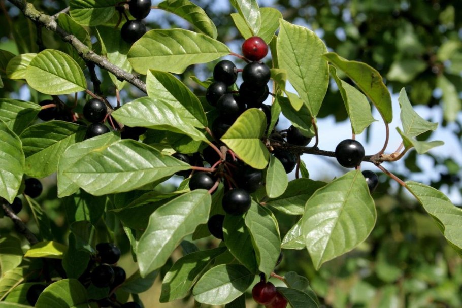 Крушина ягода