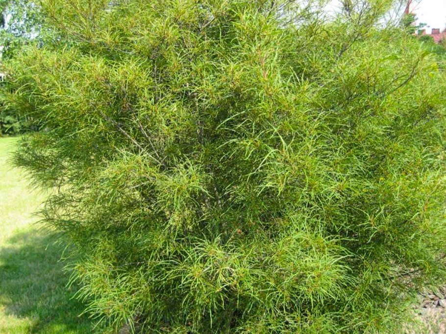 Крушина ломкая Frangula Alnus