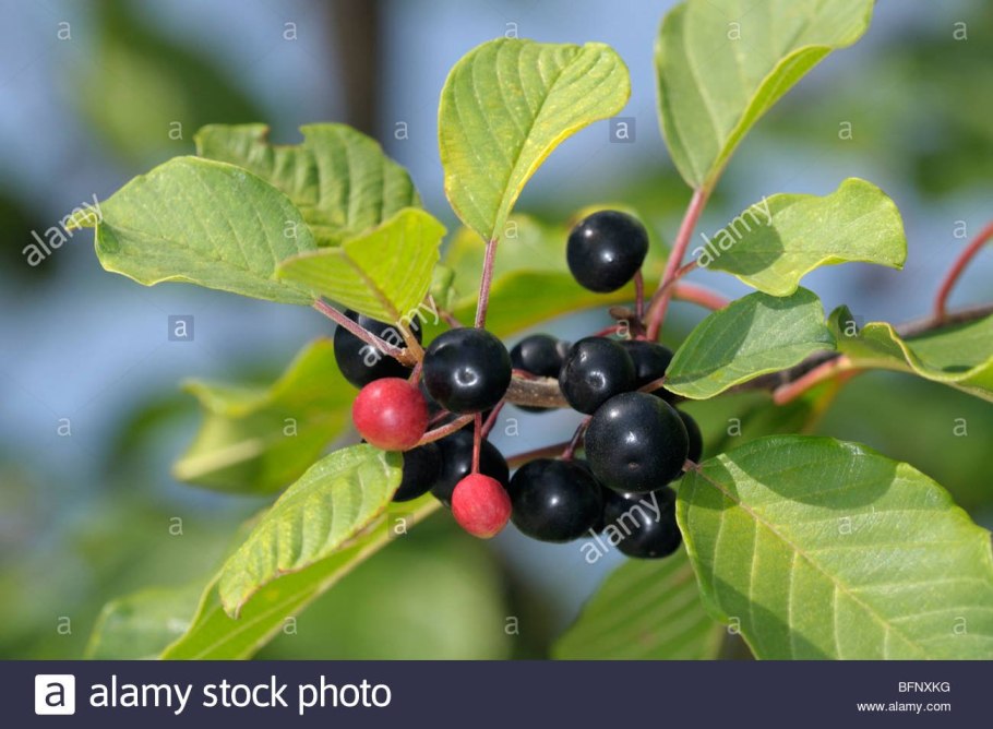 Крушина ольховидная кустарник