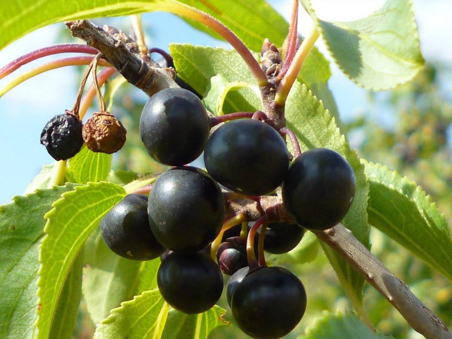 Крушина жостер