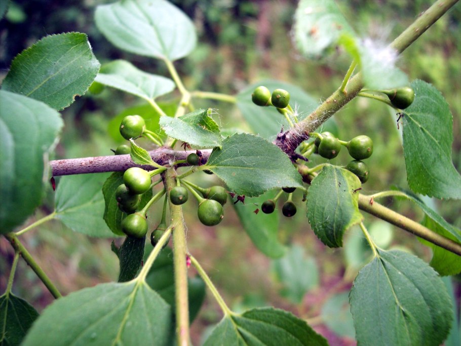 Rhamnus cathartica