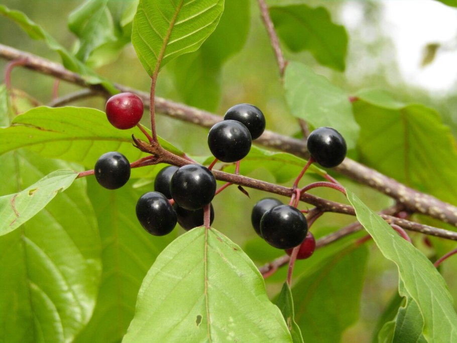 Крушина ломкая ягоды