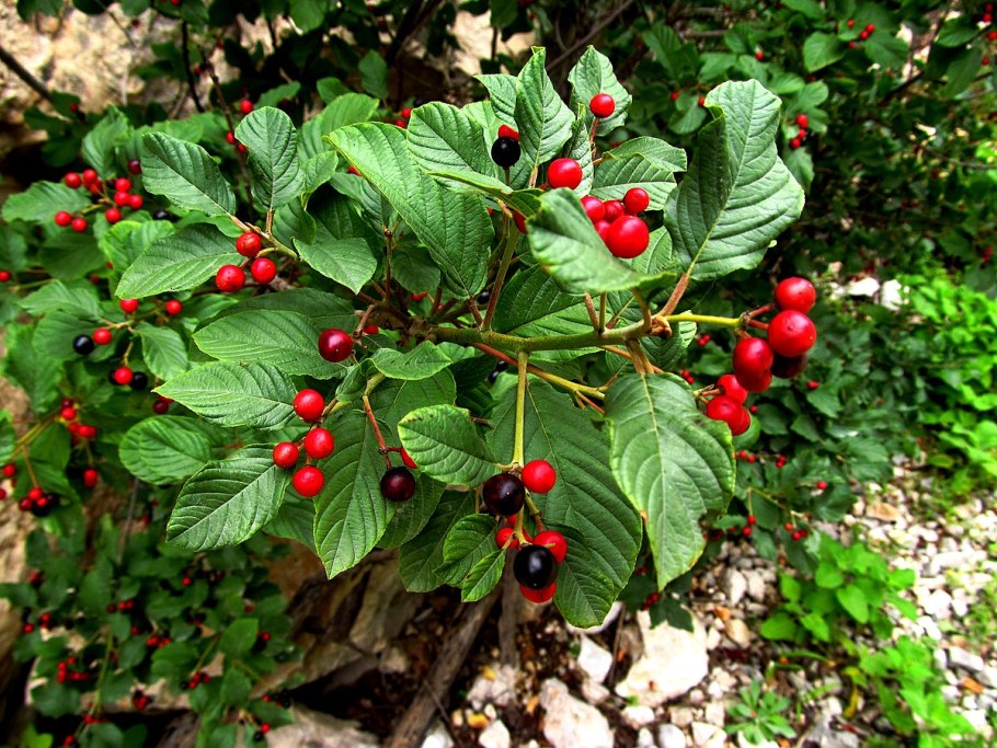 Жостер слабительный (Rhamnus cathartica)