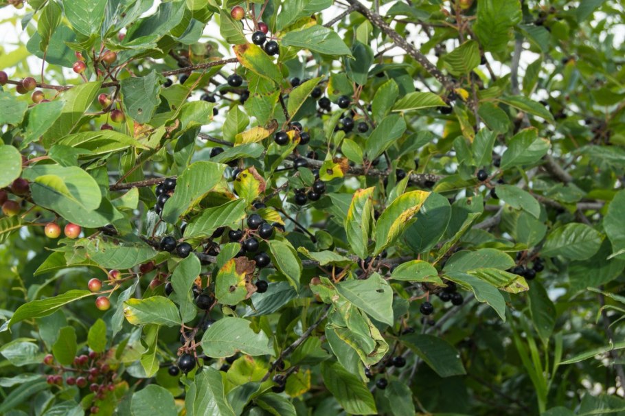 Крушина ольховидная ягоды
