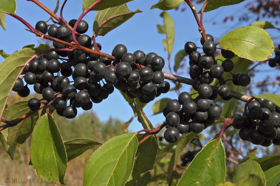 Жостер слабительный Крушина