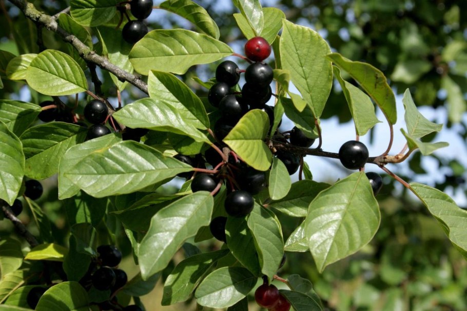 Крушина ломкая жостер