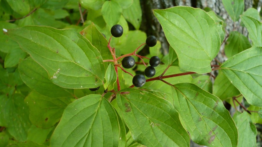 Cornus sanguinea - кизил